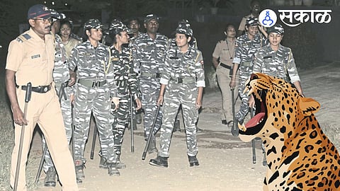 leopard sighting on Phulewadi Lakshatirth road in Kolhapur
