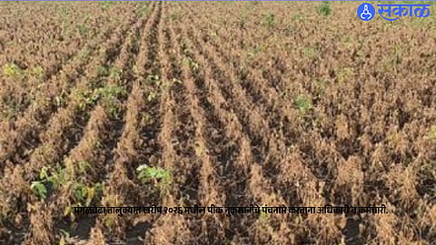 Mangalwedha crop damage panchnama