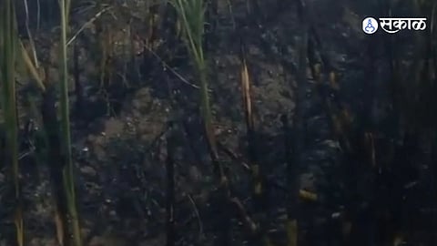 Kannad Sugarcane Farmer Faces Rs 2 Point 5 Lakh Loss After Hanging Power Line Sparks Fire in One Acre Crop