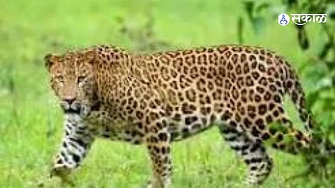 Leopard Kills Cow in Bhendala Gangapur Farmers Seek Cage Patrols and Safety Measures Amid Rising Leopard Movement