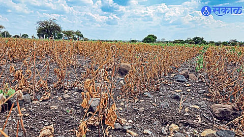 Farmers face technical difficulties during the e-Peek crop survey in Shirur Kasar.