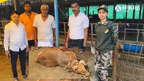 Leopard Kills High-Value Breeding Goat and Sheep in Nirgudsar; Farmers Demand Cage Installation