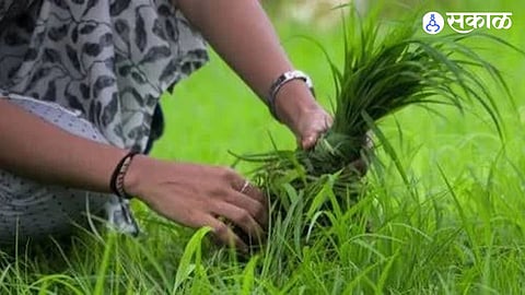Nivedita Pratishthan Suggests Sending Konkan Grass To Marathwada For Fodder Jobs And Wildfire Prevention