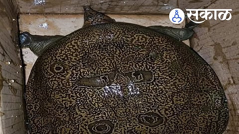 Satara Rare Softshell Turtle