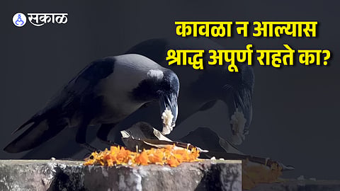 Pitru Paksha 2026 What to Do If a Crow Doesn't Eat the Offering
