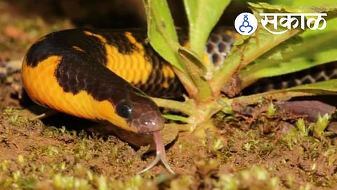 rare Bombay Shieldtail snake spotted in Kudase