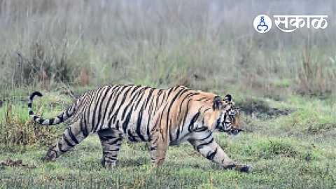 Tiger Reserve Plans