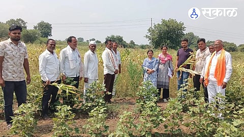 Kharif season crops gains momentum in Gangapur Taluka assessment of over 16,000 hectares completed