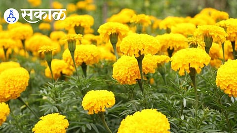 successful organic marigold farming