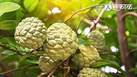 balaghat Custard Apple