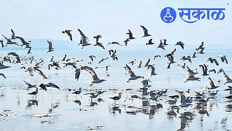 Harnai Palande Beach Seagull,