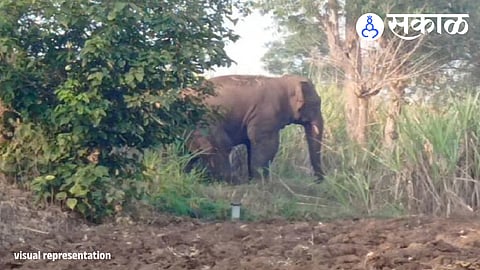 Chandgad Elephant Movement