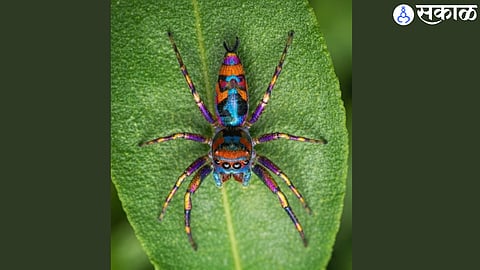 Global Recording of 'Chrysilla Volup' in Madha College Campus; Major Milestone in Biological Research