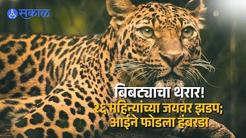 Satara Leopard Attack Child Dies in Nhalewadi After Leopard Drags 26 Month Old Boy Away Villagers Demand Action