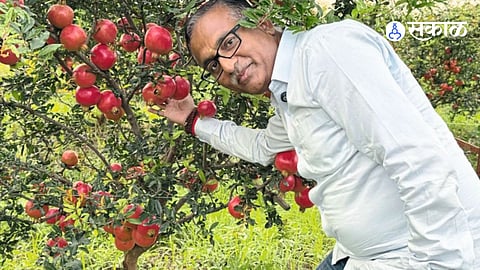 Pomegranate Farmer Overcomes Loss Replants 80 Trees and Restores Orchard Through Modern Farming and Scientific Management