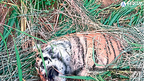 Male tiger carcass found in the Baradkinhi farm area of Brahmapuri.