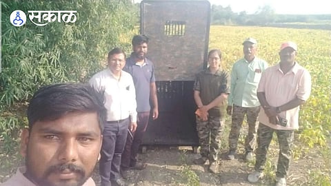 Leopard Cage in otur