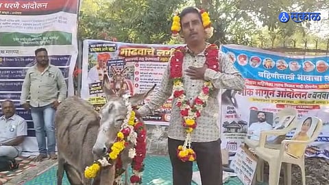 Husband Marries Female Donkey