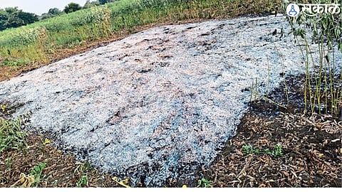 12-acre soybean crop burnt in a fire at Digras, Patur taluka.