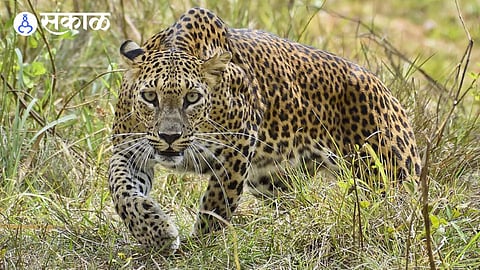Leopard