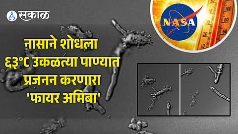 NASA Discovers Fire Amoeba Reproducing at 63°C in Boiling Water