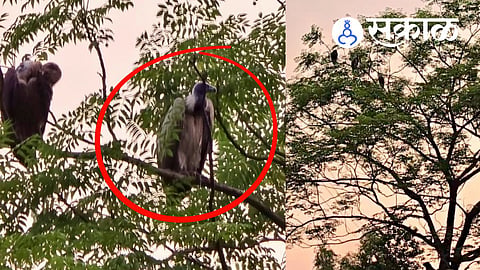 Indian vultures spotted on Kolad Pune road