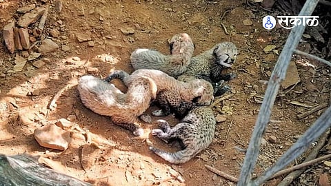 Kuno National Park Welcomes New Cheetah Cubs From Botswana Lineage Taking Indias Cheetah Population To 60