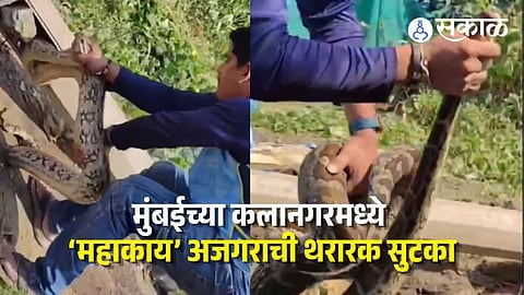 Bandra Indian Rock Python Rescued
