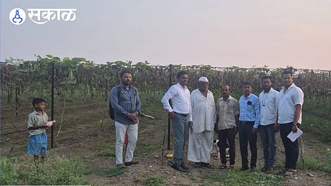 60 Percent Kharif Crop Damage Surveys Completed Amid Intense Heat in South Solapur