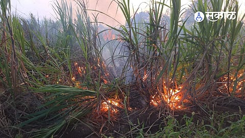Sugarcane Crop Fire In Manjari Khurd 20 Guntha Crop Burnt Due To Sparks From Power Lines Farmer Seeks Compensation