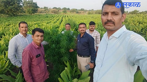 Ganja Cultivation Found in Jintur Turmeric Farm Police Seize 16.455 Kg Ganja and Nine Plants Worth 8.22 Lakh
