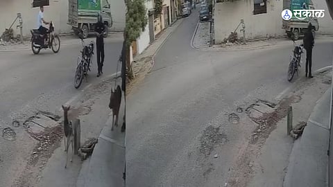 Lucknow Street Dog Shot 