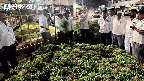 Coriander rate increase