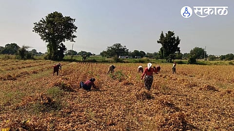 Women harvesting soybean plants amidst the fallen leaves and debris.