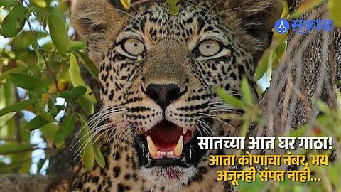 Leopard Terror in Satara Intensifies After 26 Month Old Toddler Dies Villagers Fear More Attacks in Nhalevadi