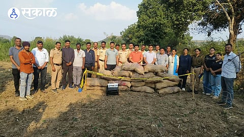 Ganja Farm Seized