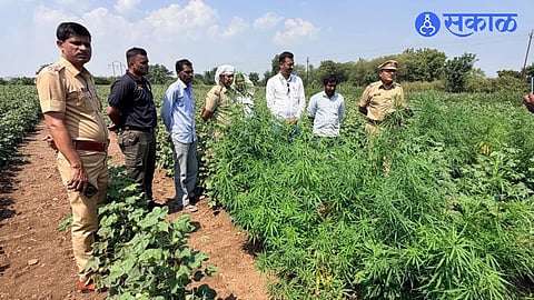 ganja seized in gadhejalgaon village