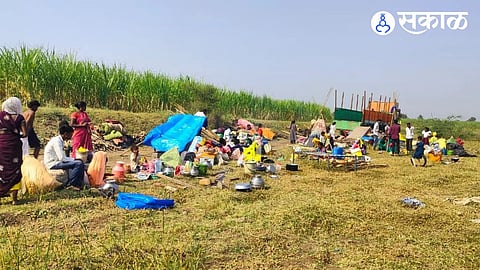 Sugarcane Cutting Laborers