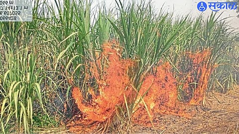 Sonpeth Sugarcane Fire, ₹10 Lakh Crop Loss, Short Circuit 