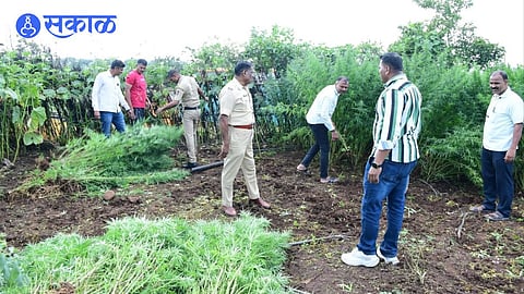 Ganja Seized in umarga