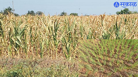 Drought Conditions in Indapur Leave Farmers Struggling to Save Crops Amid Rising Water Scarcity