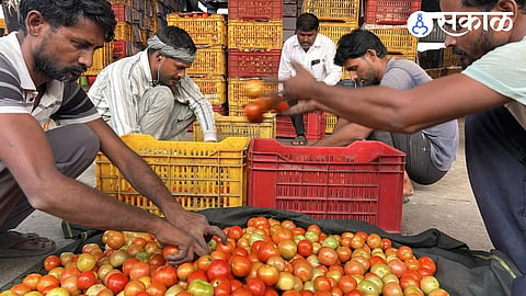 Tomatoes brought for sale at the Karmad sub-market