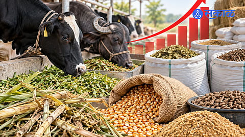 . Milk Farmers Struggle With Rising Cattle Feed Costs and Fodder Shortage as Dairy Business Faces Severe Financial Pressure