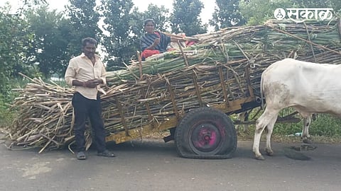 Sangli Sugarcane Price Protest