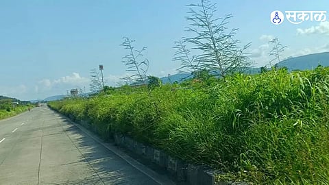 Mumbai Goa Highway Traffic Safety Overgrown Grass on Road Dividers Obstructs Visibility and Raises Accident Concerns Among Drivers
