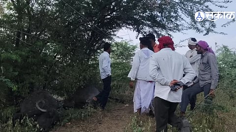 Shendurwada News Two Buffaloes Die After Contact With Low Hanging Electric Wire Farmer Seeks Action and Compensation