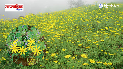 Senecio Plant and Pollination
