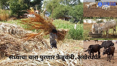 Rain deficit in Chhatrapati Sambhajinagar raises concerns over kharif crop yields, water availability and fodder supply for livestock.
