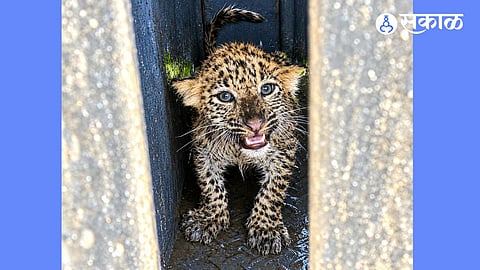 Leopard Cub