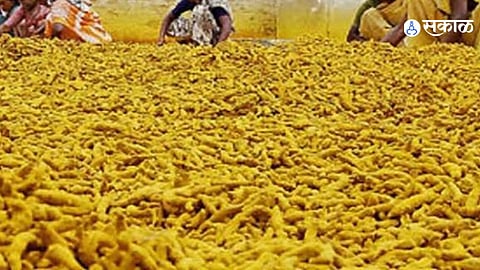 Ashta Turmeric Farming Success Story Bhagwan Bote Harvests 105 Quintals From Three Acres as Prices Reach 30000 Per Quintal